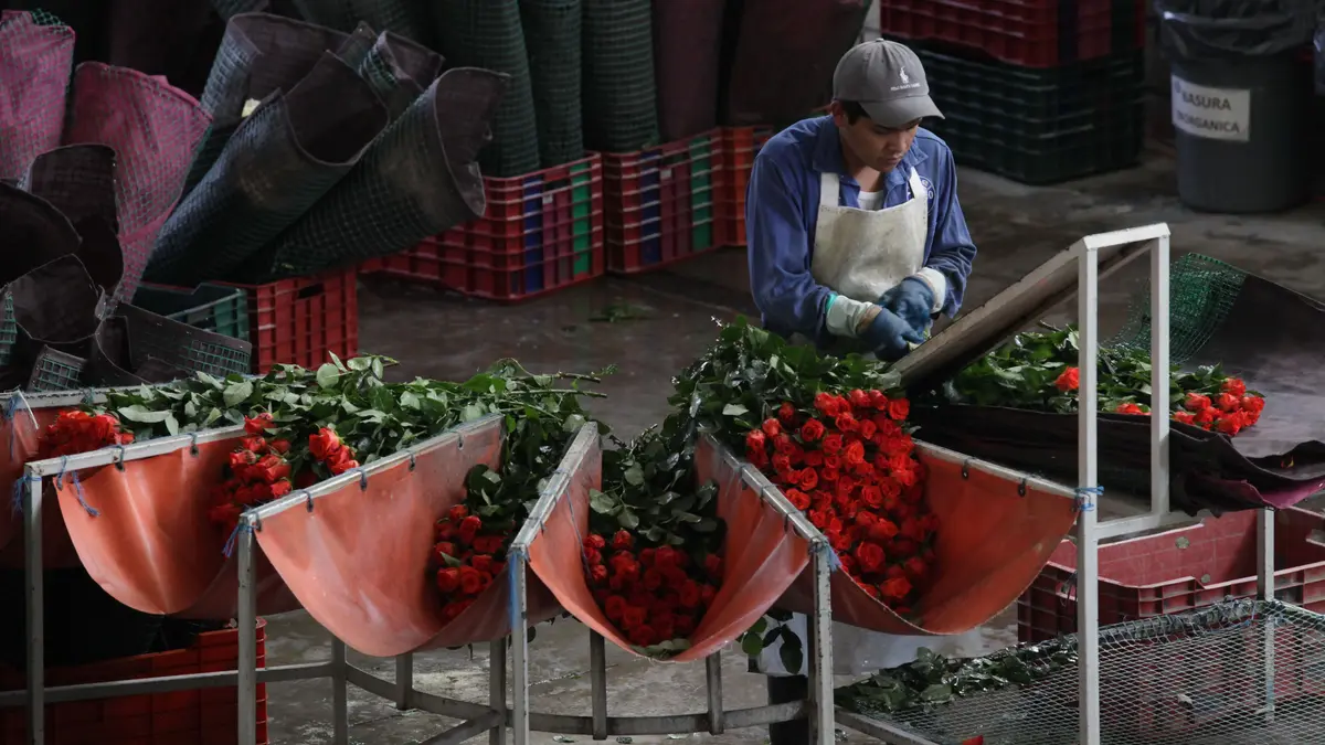 Puebla, entre las 3 entidades productoras de flores para el día de las madres