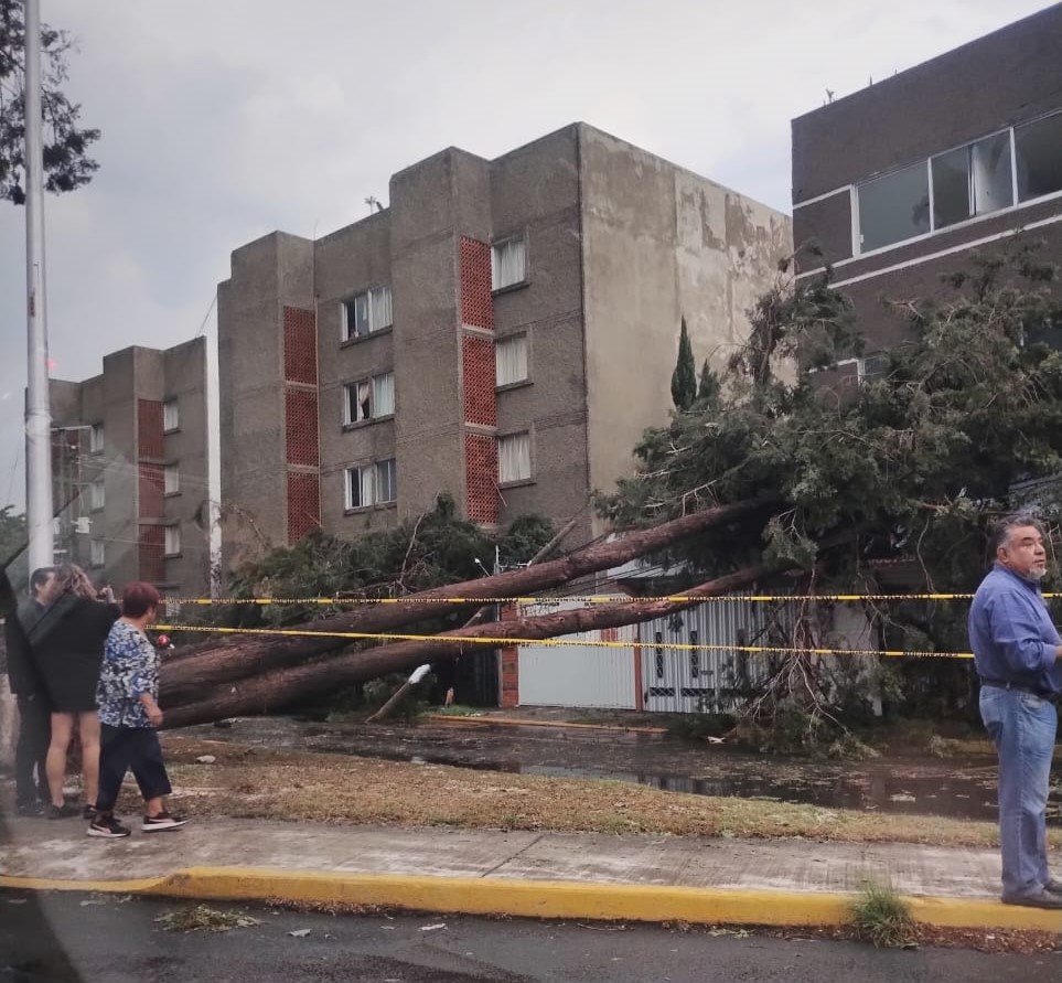 Árbol caído en la avenida15 mayo, al norte de la ciudad