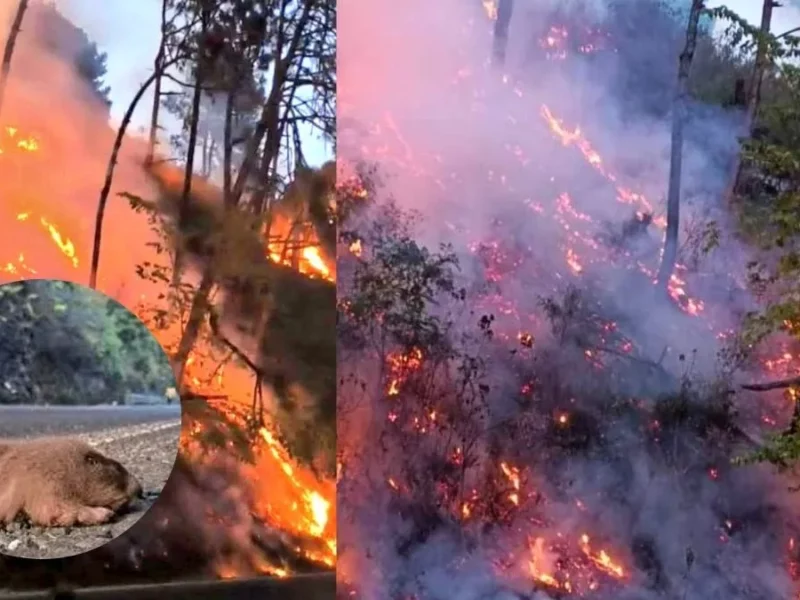 Urgen apoyo en Huauchinango para combatir incendio forestal; flora y fauna dañada  
