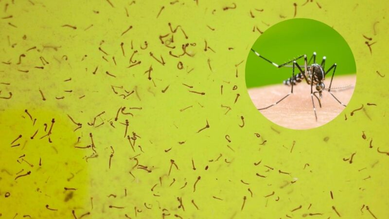 En 24 horas, 32 nuevos casos de dengue en Puebla; van 2,159 en 2024