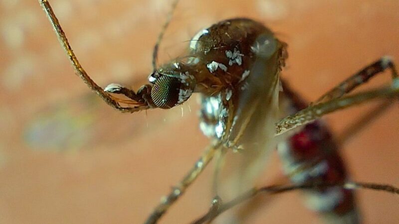 En 24 horas, 66 nuevos casos de dengue en Puebla; suman 2,505 en 2024