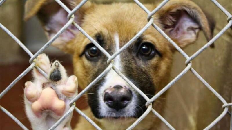 Van 63 denuncias por maltrato animal presentadas en Fiscalía de Puebla: IBA