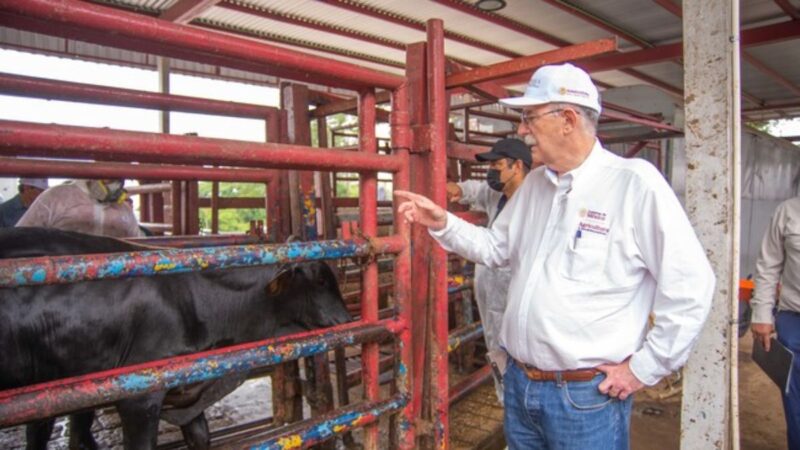Agricultura combatirá mercado negro y gusano barrenador en ganado de Veracruz