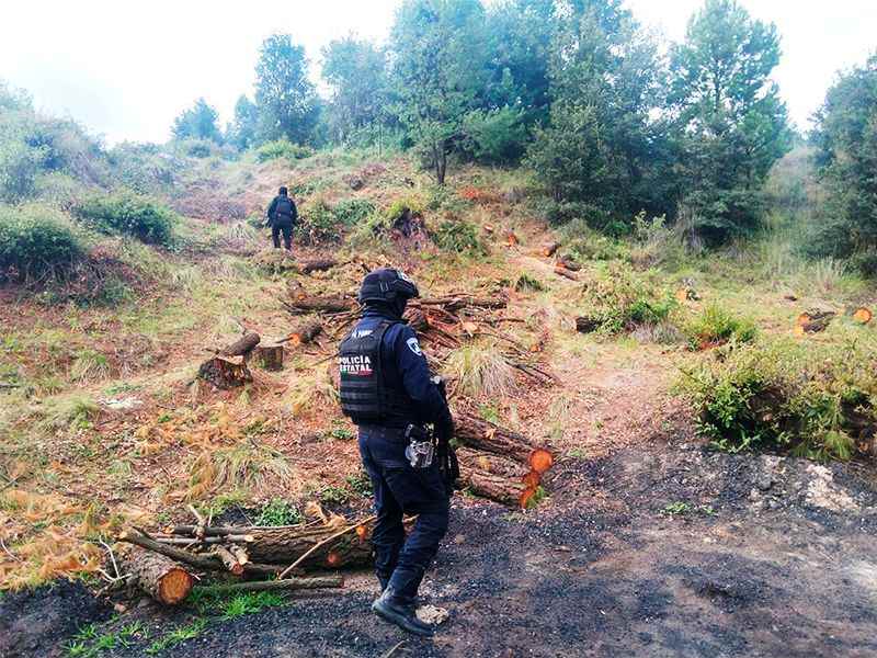 La SSP destruye 11 hornos clandestinos vinculados a la tala ilegal en las faldas de La Malinche
