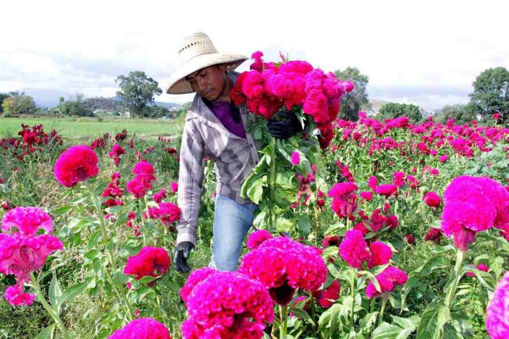 Desde 2022 hasta 2025, Puebla lidera producción de cempasúchil: valor crece 15%