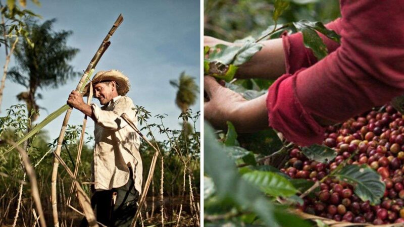 En Puebla, producción de café sube 0.9% y de caña de azúcar baja 3.4% en 2024