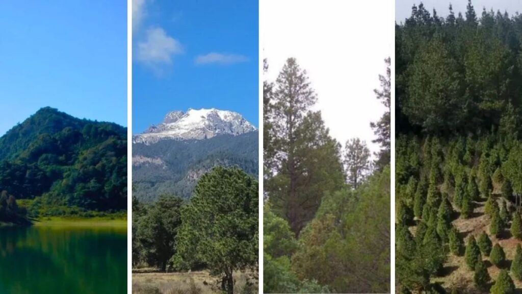 Estas 4 empresas piden aprobar proyectos en áreas naturales de Puebla en 2025 