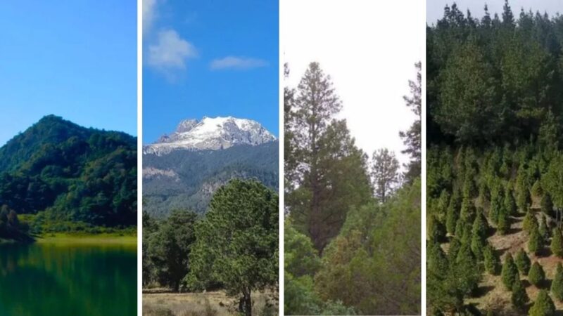Estas 4 empresas piden aprobar proyectos en áreas naturales de Puebla en 2025 