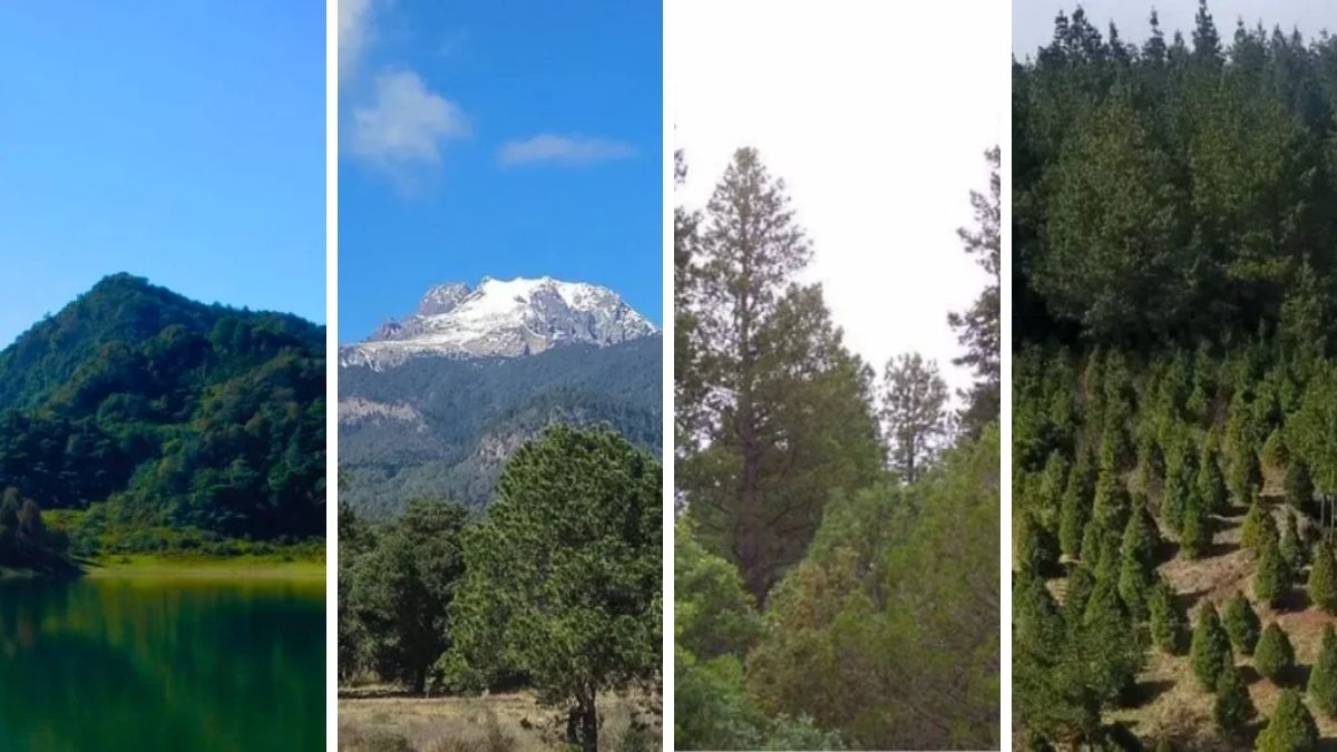 Estas 4 empresas piden aprobar proyectos en áreas naturales de Puebla en 2025