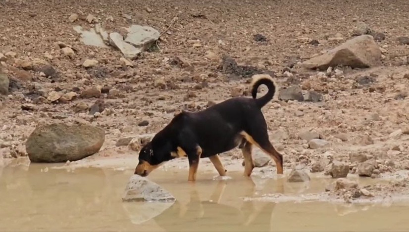 Perro tomando agua contaminada