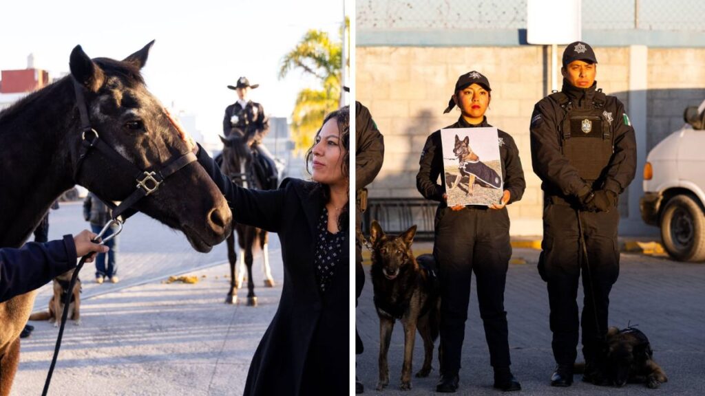 Trinchera, Kia y Baco, héroes de 4 patas, concluyen servicio de seguridad en San Andrés Cholula