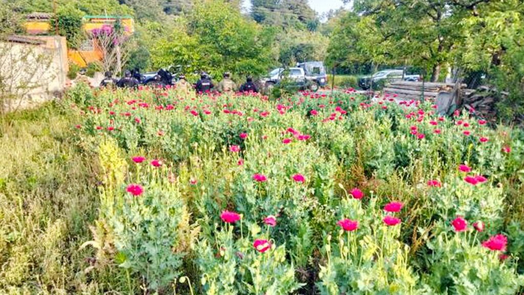 SSP de Puebla asegura plantío de amapola en Atempan