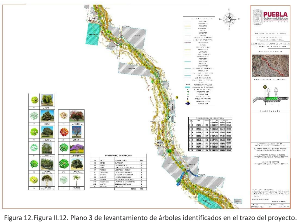 Mapa de árboles en la barranca de Acatzingo