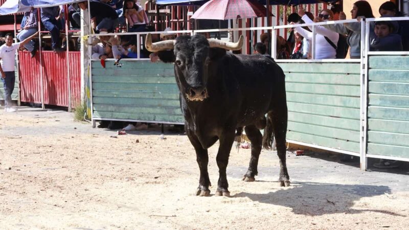 En Tepeaca, cancelan “Rodeo Baile” por denuncia de presunto maltrato animal