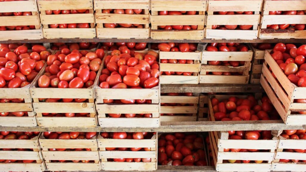 Sheinbaum y Agricultura firman acuerdo para comerciar a precio justo el jitomate 
