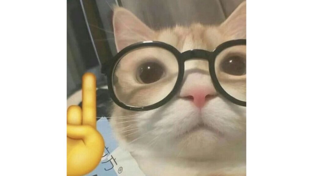 Gato con lentes