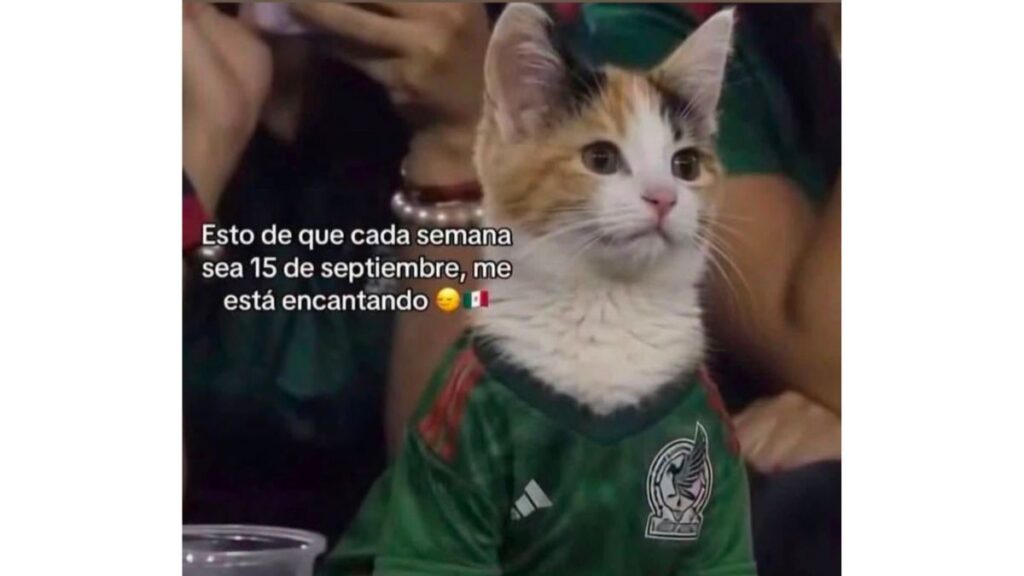 Gato disfrutando del Mundial de Fútbol 2026 en México